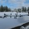 Snowy Pines