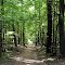 ON, Carolinian Forest in the Springwater Conservation Area