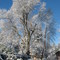 Winter, ... . Adina's photo.(1)