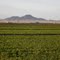 Green AZ Farm Field