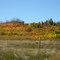 Fall colors of Saskatchewan