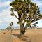 Joshua Trees Off the Mojave Highway - 15