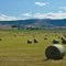 Gang Ranch Fields