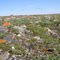 Landscape of the tundra