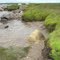 Shoreline of Char Lake