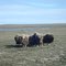Muskox Herd