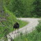 moose