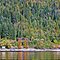 forest, people, water