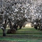 Orchard near Bakersfield