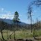 Forest fire valley