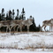 Caribou