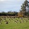 Canada Geese (Branta canadensis)