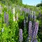 Lovely Lupins