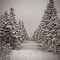 Snowy Trail