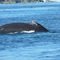 Near Princeton, whale missing back fin???