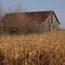 Unfinished Harvest 1