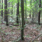 Base Borden Woods Pano