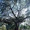 Lake Griffin Oak, 5th largest Live Oak in Florida, Fruitland Park (10-1-2011) 1