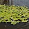 Water Lily