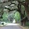 canopy road, Broken Oak Dr, Wildwood Fla (8-6-2011)