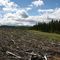 Clearcutting Alberta