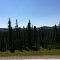 Swamp spruce