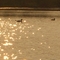 Loons on Belmont Lake