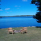Mapleview Summers