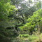 Rainbow Spring state park stream