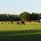 grazing away, Dunnellon Fla (4-30-2011)