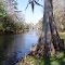 Cypress tree on the Withlacoochee River, Stumpknockers (2-11-2012)