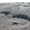 polar bear tracks in Cape Christian, Nunavut - 2009