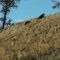 Grizzlys at Chilko River / B.C. / Kanada / Aug. 2010