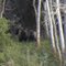 Grizzlys at Chilko River / B.C. / Kanada / Aug. 2010