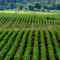 Champs, chemin Hemmingford