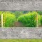 Rangs de vigne / Rows of grapevine
