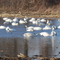 Migrating Swans