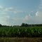 View of a Soybean field in Delmer, Ontario