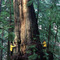Giant Western Red Cedar