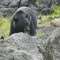 Ours Tofino