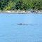 ... see a humpback whale ! (i)