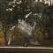ghost bird