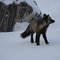 Fox edwards cove newfoundland