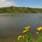 Tranquil Waters And Yellow Bloom on the North Saskatchewan River in Edmonton, Alberta, Canada