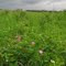 Bright Wild Roses Contrasting With White Flowers And Surprisingly Lush, Green Prairie After Heavy Rains Near Sherwood Park AB East of Edmonton June '11