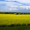 Campo de canola