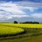 Pradera de canola