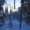 Community Forest in Winter