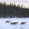 Carribou - South of Ft. Nelson, BC - January 2004