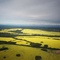 Canola Fields